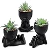 Verdant Muse™ Succulent Trio
